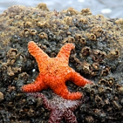 Olympic NP 8